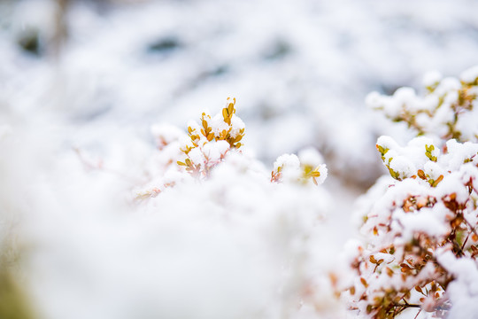 春雪