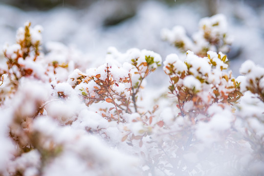 枝头雪景