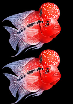 羅漢魚(yú)