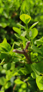 绿色植物发芽