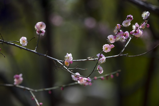 梅花