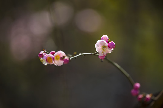 梅花