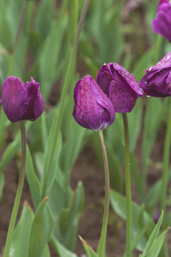 春天美丽紫色郁金香