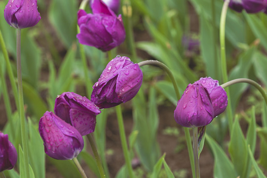 雨后郁金香花蕾与水珠