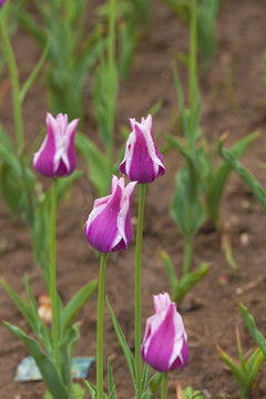 雨后郁金香花蕾