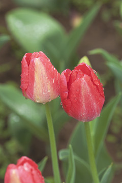 美丽郁金香花蕾