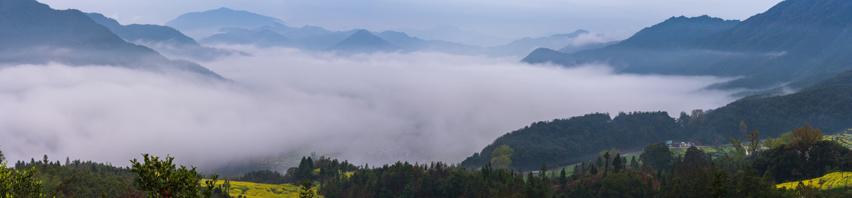 江西婺源江岭油菜花风景