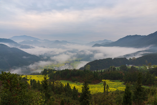 江西婺源江岭油菜花风景