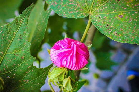 木芙蓉