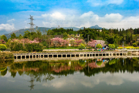 平湖春色樱花盛开