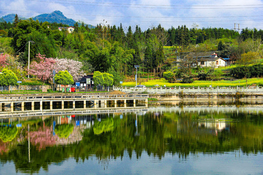 平湖春色樱花盛开