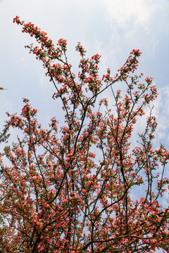 樱花树