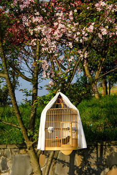 樱花树下的鸟笼
