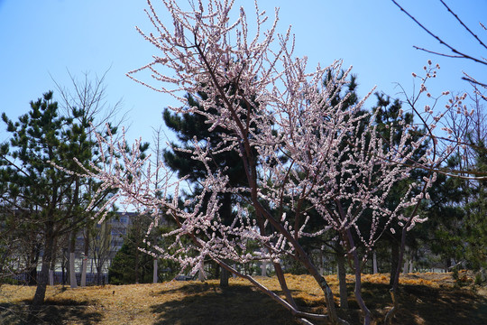 宋庄文化公园观樱花