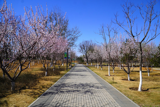 宋庄文化公园观樱花