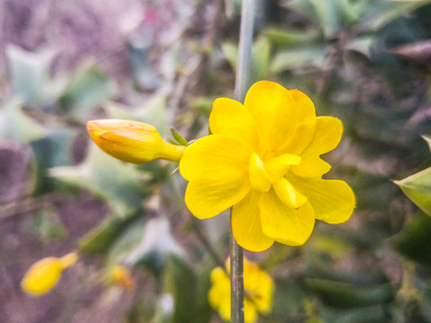 野迎春花