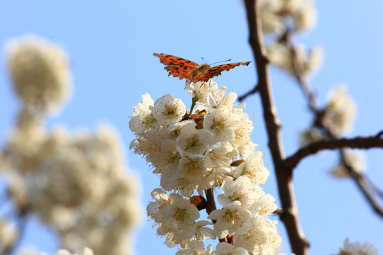 樱桃花