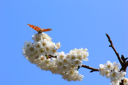 樱桃花