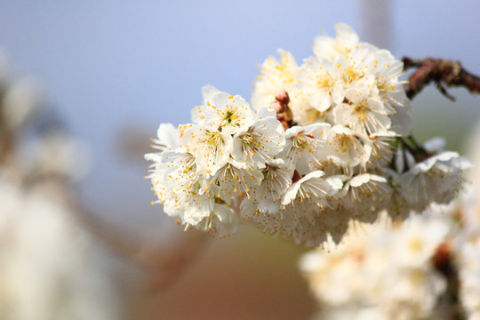 樱桃花