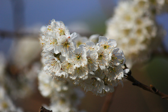 樱桃花