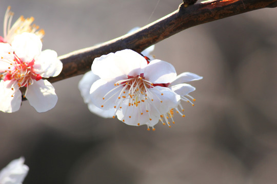 梅花