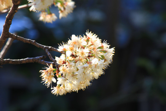 樱桃花