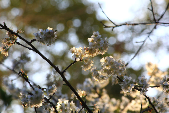 樱桃花