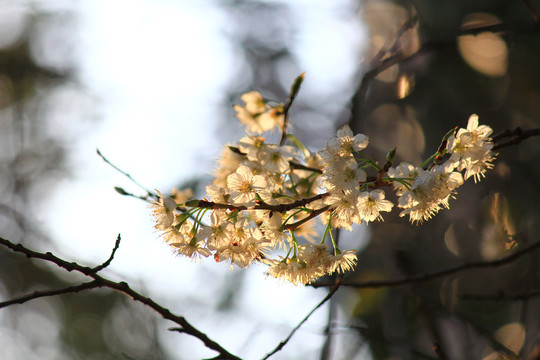 樱桃花