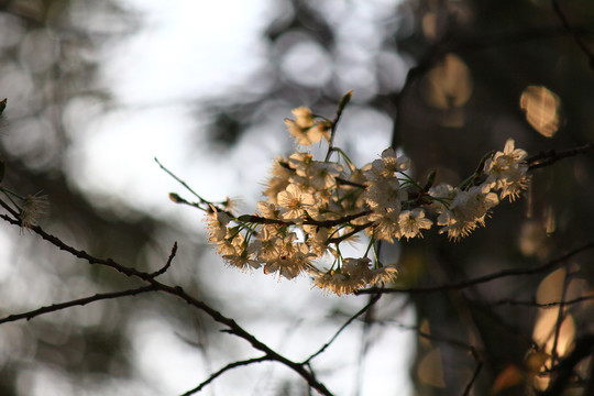 樱桃花