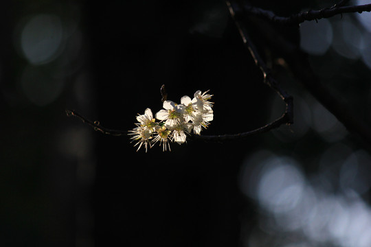 樱桃花