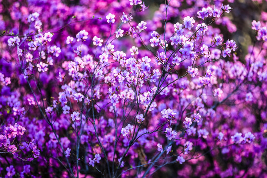 盛开的杜鹃花