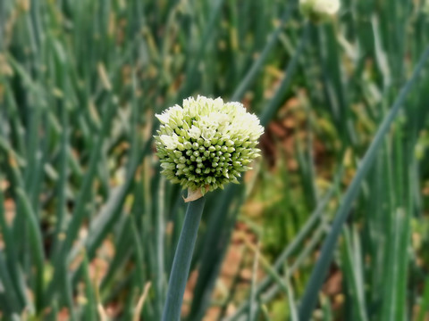 大葱种植