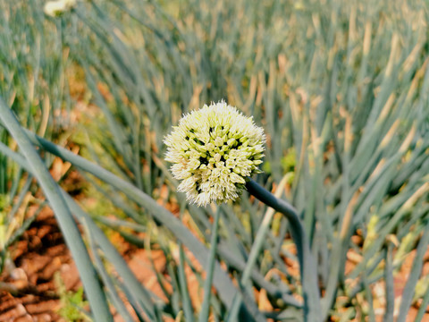 大葱种植