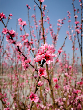 桃花满枝