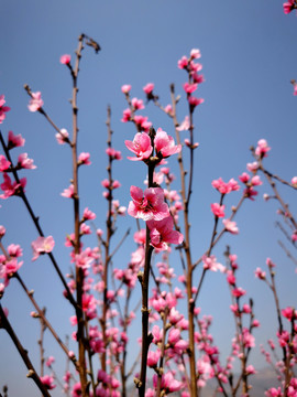 桃花满枝