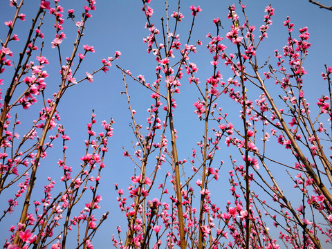 桃花满枝