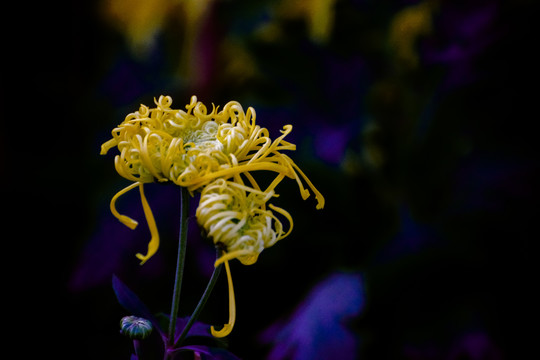 菊花