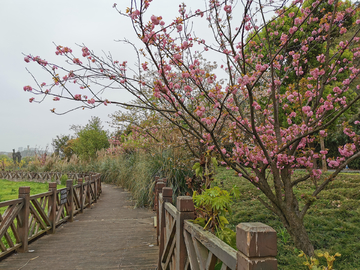 一棵樱花树