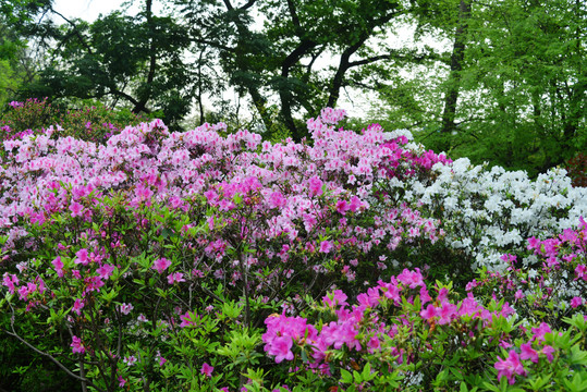 杜鹃花