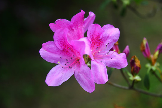 杜鹃花