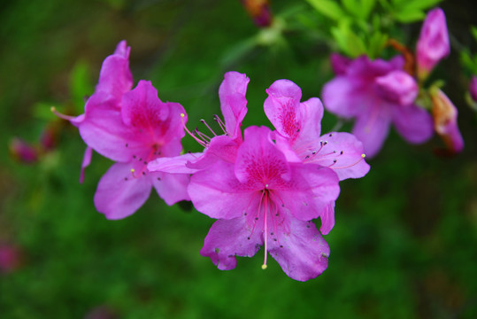 杜鹃花