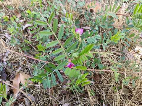 野豌豆花