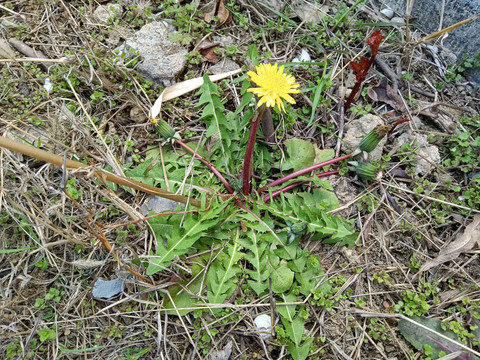 野生蒲公英花