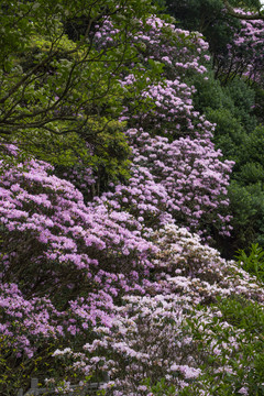 梧桐山花之谷