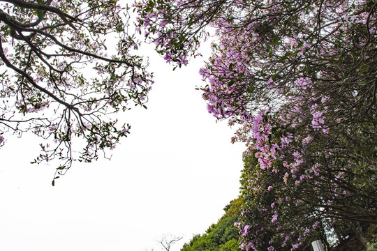 山花烂漫