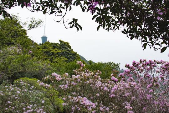 山花烂漫