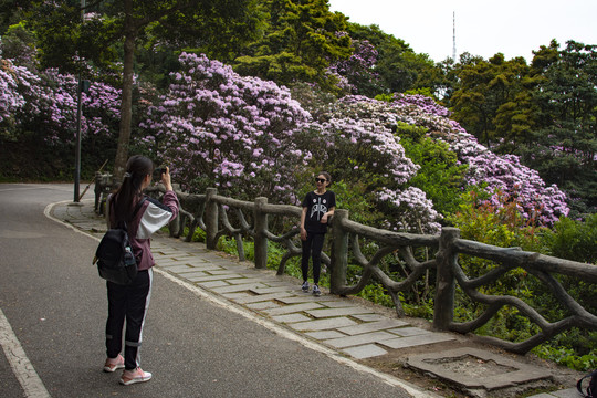 梧桐山万花屏留影