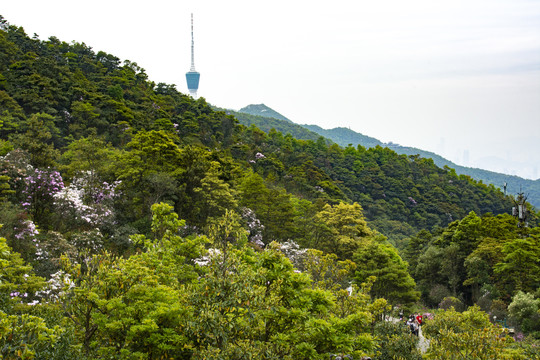 远眺梧桐山电视塔