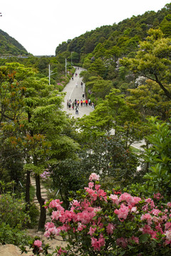 假日梧桐山