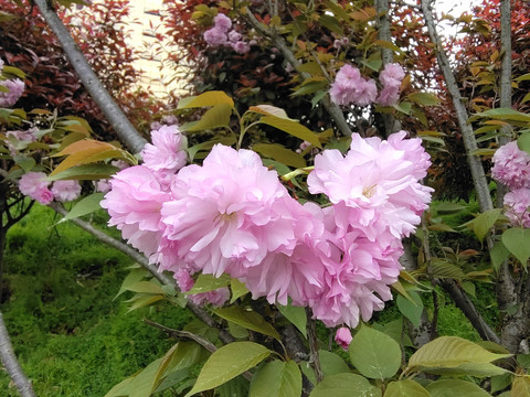 樱花特写